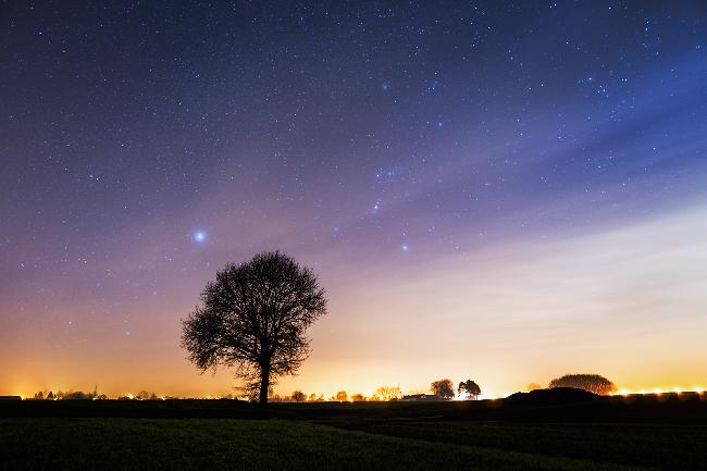 Arbre Orion