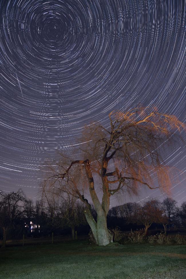 Filé d'étoiles au dessus d'un saule pleureur