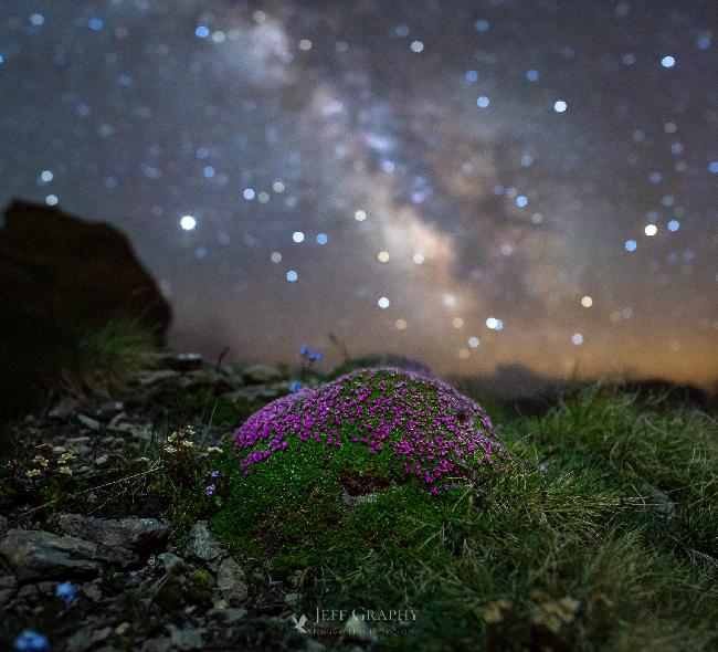 Une Silène sous les étoiles