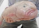 Blobfish