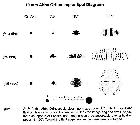 Oculaire orthoscopique (type Abbé)