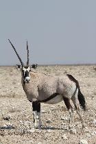 Oryx