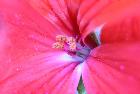 Geranium en MACRO