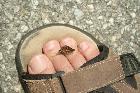 papillon sur mon pied.jpg