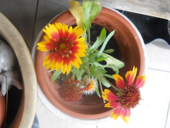 FLEUR Gaillardia Aristata