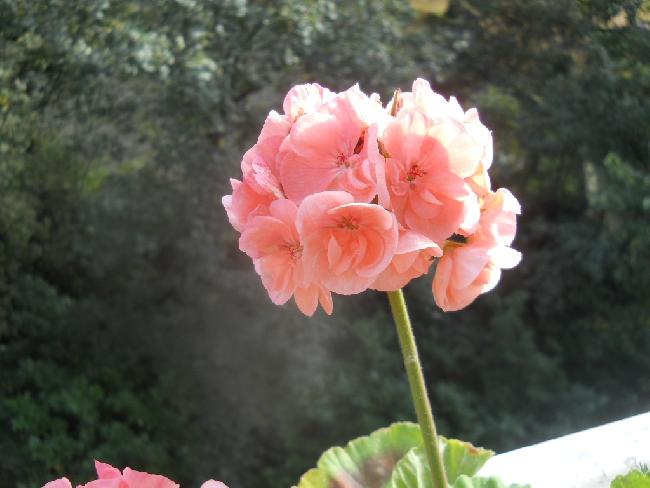 FLEUR DU PELARGONIUM (géranium) 