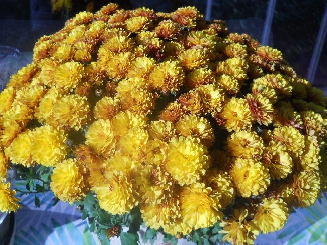 CHRYSANTHEME 