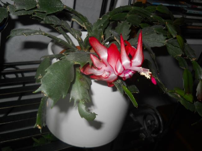 Fleur de SCHLUMBERGERA