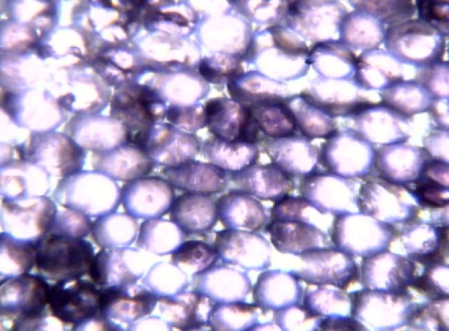 Pétale de Violette 100X MICROSCOPE 