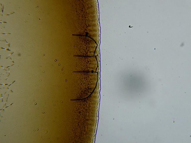 Goutte de café séchée micro 100X 