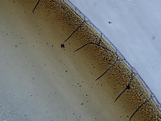 Goutte de café séchée avec une lame humide 100X