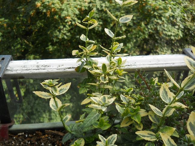 feuille vert et blanche 