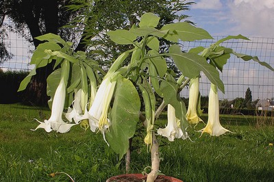 119611Datura_metel.jpg