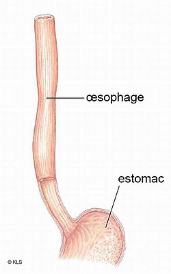 17_oesophage_detail_ng_responsive_half.jpg