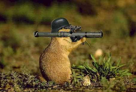 200432318013_RamboSquirrel.jpg