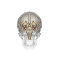 200px-Amygdala.gif