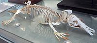 200px-Platypus_skeleton_Pengo.jpg