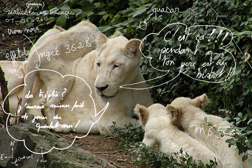 triplet_lion_1_04_2011.jpg?psid=1