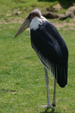 250px-Marabout_%28oiseau%29.jpg