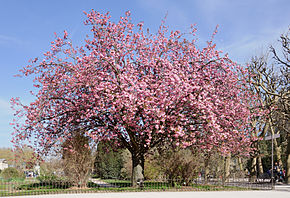 290px-Cerisier_du_Japon_Prunus_serrulata.jpg