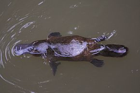 290px-Platypus-Eungella.jpg