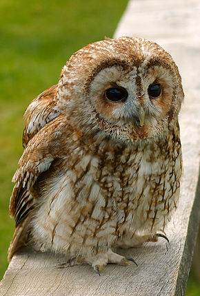 290px-Tawny_wiki.jpg