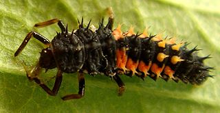 320px-Harmonia_axyridis_larvae_3.jpg