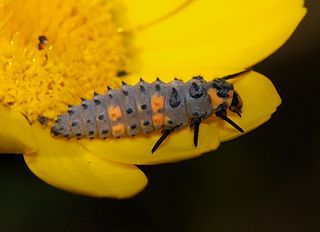 320px-Ladybird_May_2008-1.jpg