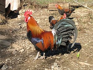 300px-Coq-gaulois-dore.JPG