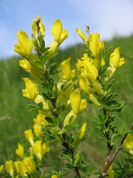 450px-Chamaecytisus_ratisbonensis.jpg