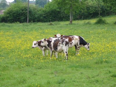 498113vaches.jpg