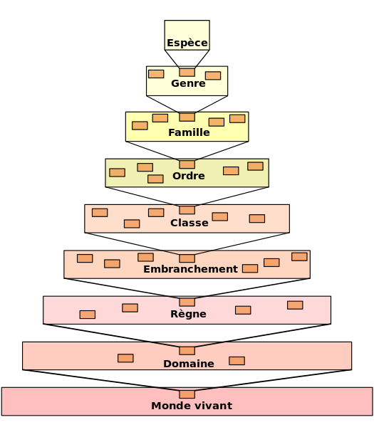 525px-Taxonomic_hierarchy.svg.png