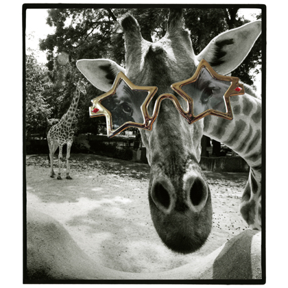 591_girafe-_-lunette-web.jpg