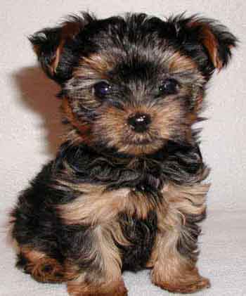 yorkshire_terrier_pups_03a[1].jpg