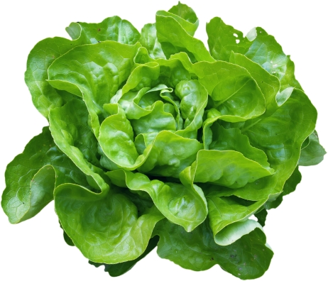 fotolia-salade-verte-%C2%A9-ldens-fotolia-com.jpg