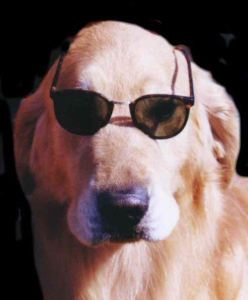 chien%20lunette.jpg