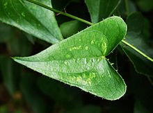 220px-Smilax_aspera_1652.JPG