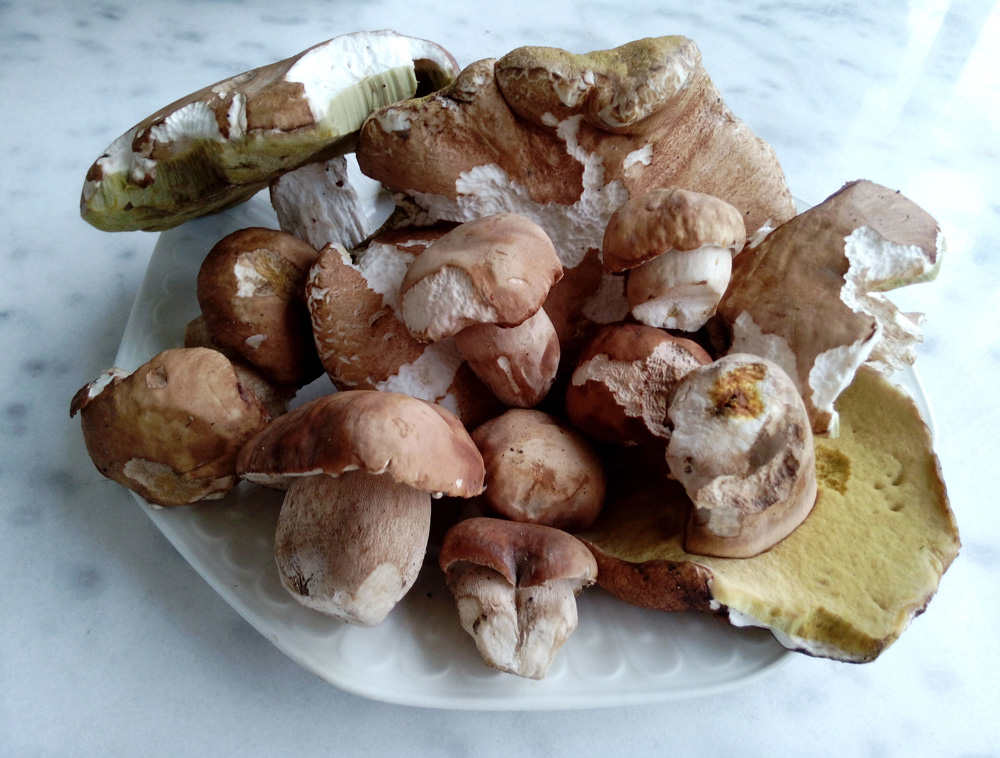 cepes_18_7_2014.jpg?psid=1