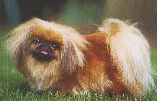 97469095pekinois3-jpg.jpg