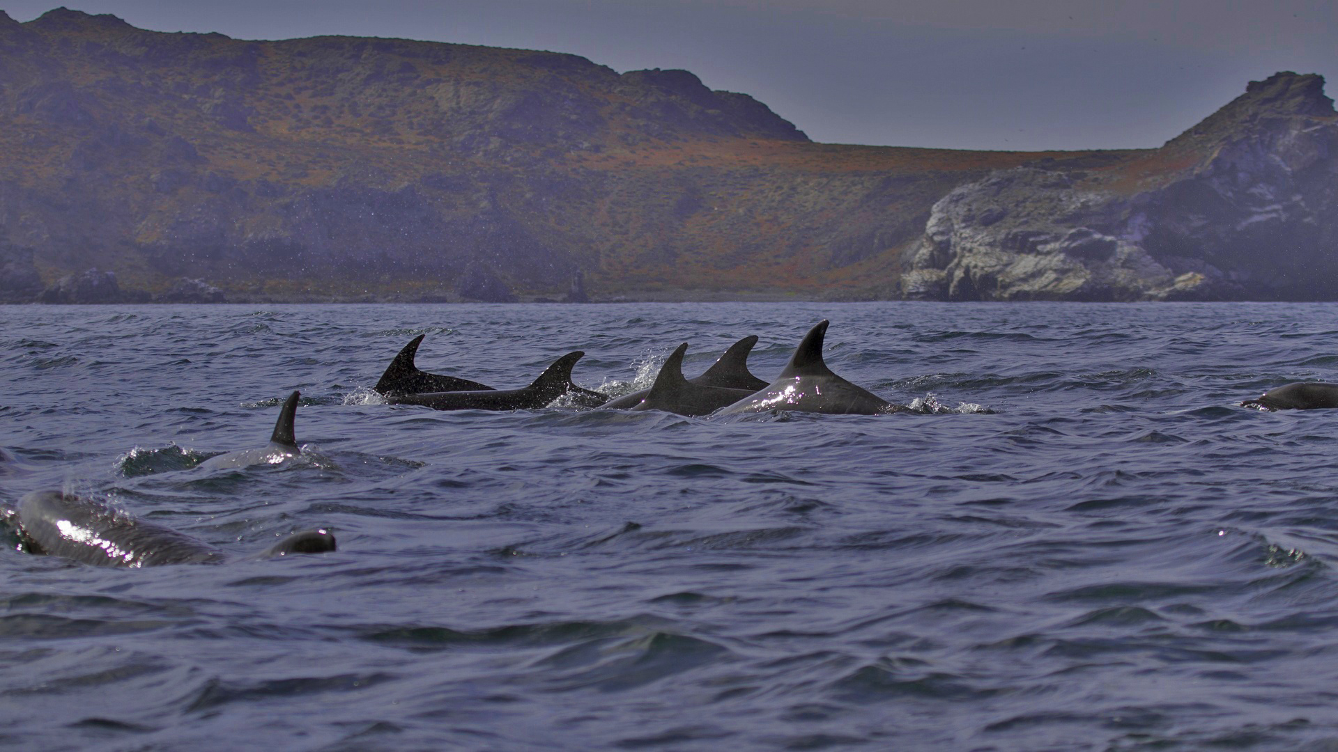 Humbold-dauphins1.jpg