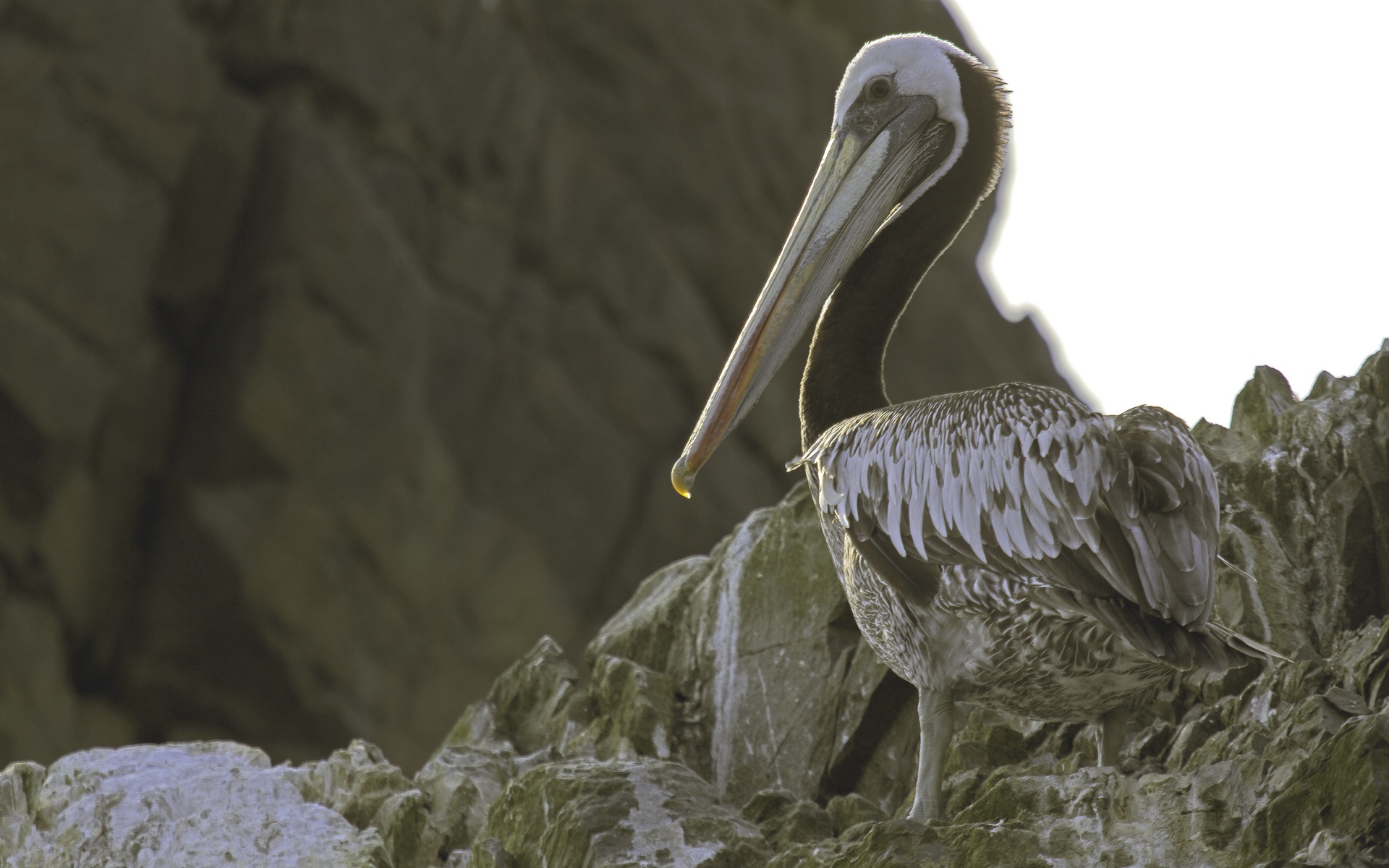 Humbold-pelican1.jpg