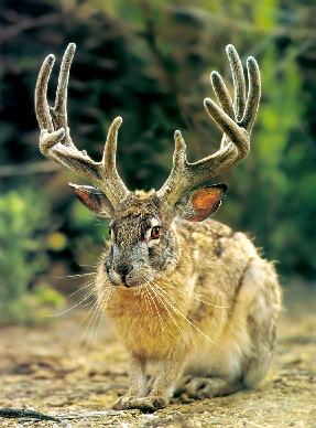 Jackalope.jpg