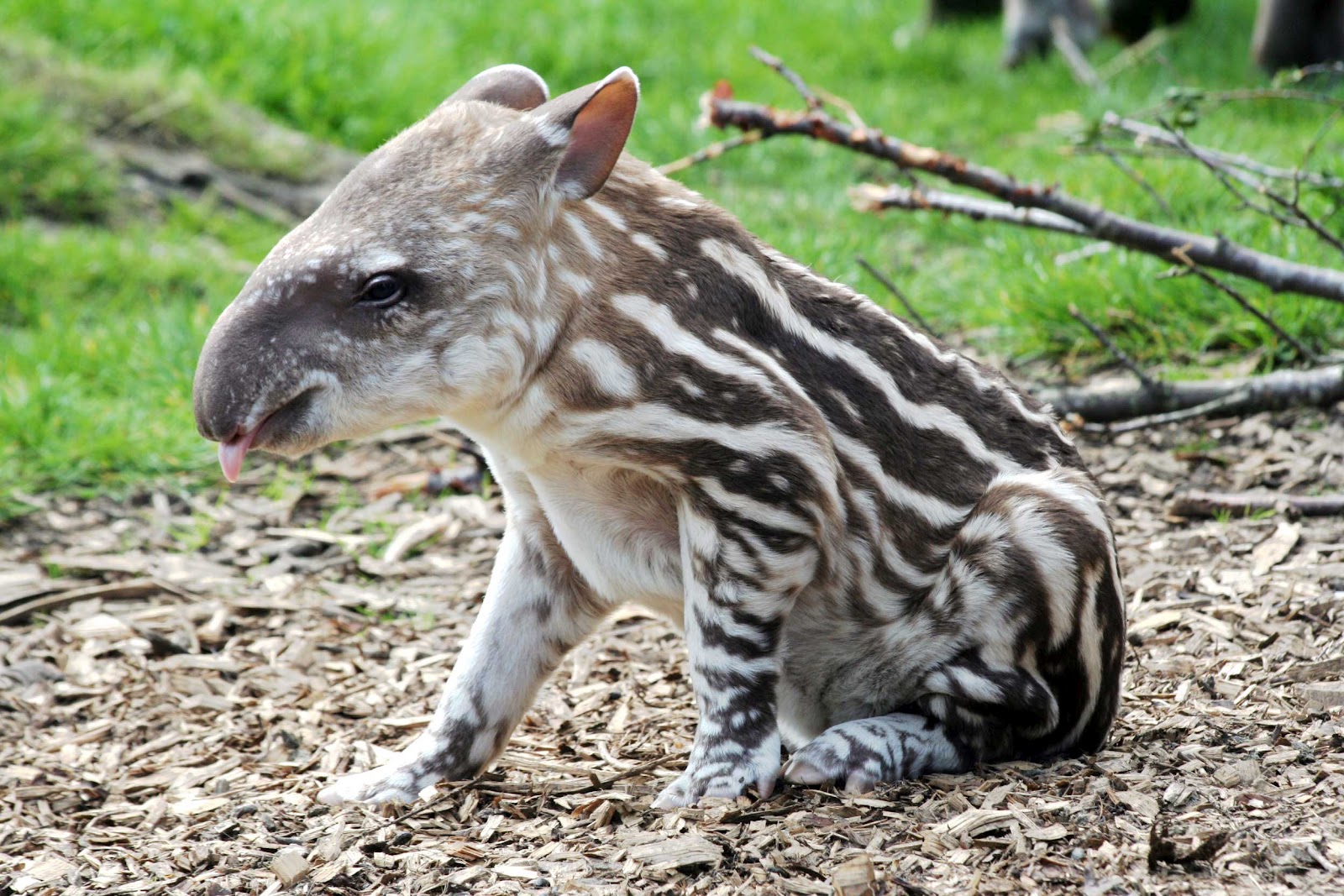 June-19-Tapir-calf.jpg