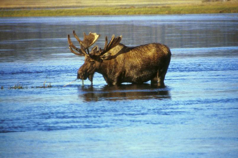 Moose_in_lake.jpg