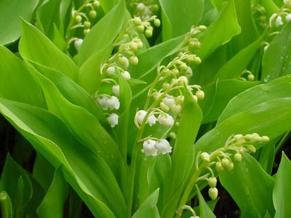 Muguet.jpg