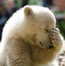 PolarBearFacepalm.jpg