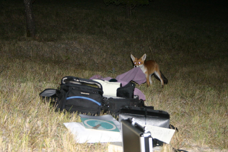 Renard012.jpg