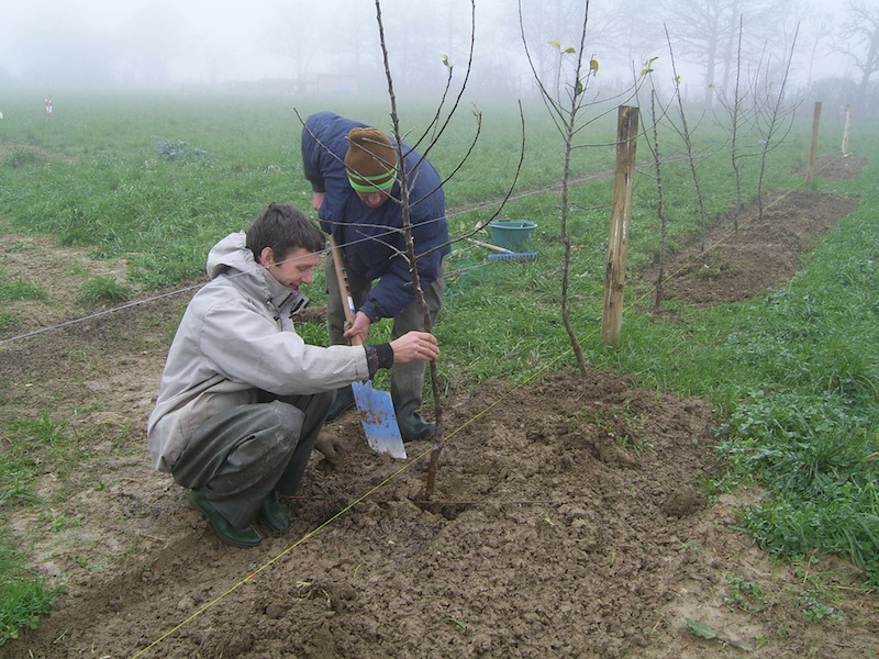 Choix_plantations_arbres_fruitiers_1.JPG