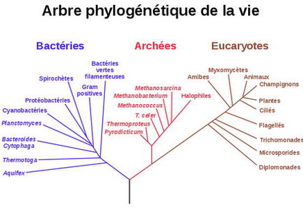 arbre.phylo2.jpg