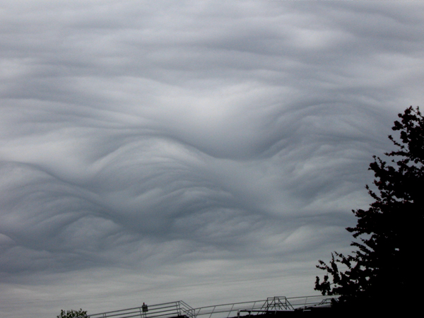 asperatus6.jpg